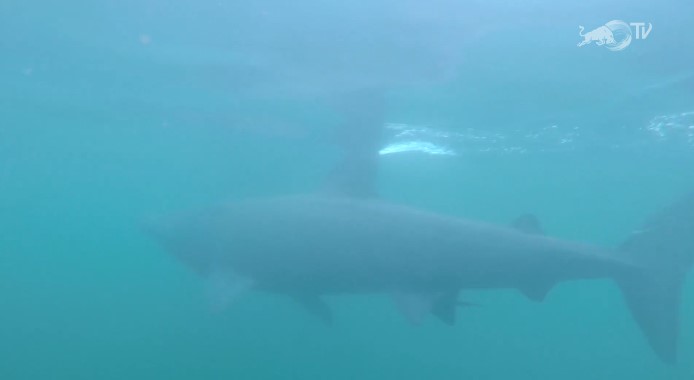 great british swim ross edgley