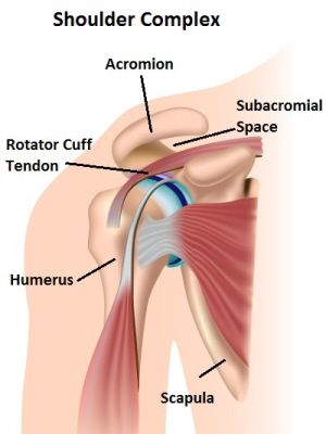 Swimmer's Shoulder Strain